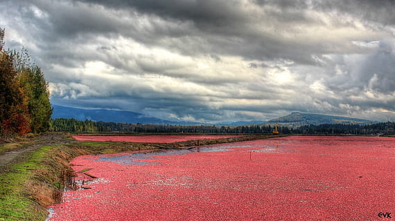 Landschaftsfotografie, Grün, blätterte, Bäume, rot, Preiselbeeren, Felder, Bauernhof, Landschaft, natürlich, draussen, Umgebung, Aussicht, szenisch, Land, Natur, wolke - himmel, Himmel, Szenen - Natur, Berg, Schönheit in der Natur, Pflanze, bedeckt, keine Leute, Ruhe, ruhige Szene, Wasser, Reiseziele, Sturmwolke, Sturm, Tag, draußen, Regen, halbtrocken, 720P, CC0, gemeinfrei, lizenzfrei