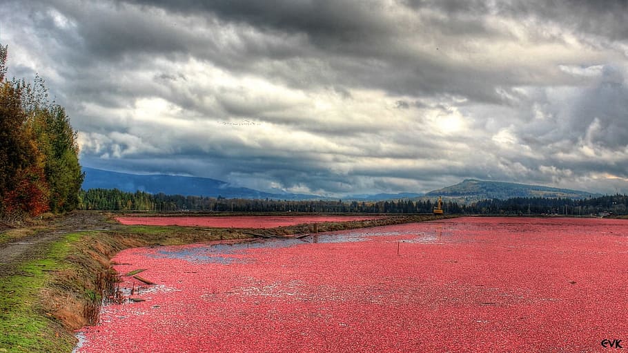 Landschaftsfotografie, Grün, blätterte, Bäume, rot, Preiselbeeren, Felder, Bauernhof, Landschaft, natürlich, draussen, Umgebung, Aussicht, szenisch, Land, Natur, wolke - himmel, Himmel, Szenen - Natur, Berg, Schönheit in der Natur, Pflanze, bedeckt, keine Leute, Ruhe, ruhige Szene, Wasser, Reiseziele, Sturmwolke, Sturm, Tag, draußen, Regen, halbtrocken, 720P