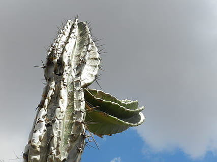caatinga, mandacaru, Wüste, Pflanze, Natur, Tag, Himmel, keine Leute, Flachwinkelansicht, Nahansicht, draußen, Wachstum, Fokus auf den Vordergrund, Baum, Blatt, Frische, Pflanzenteil, trocken, Schönheit in der Natur, Blume, Pflanzenstamm, grüne Farbe, weiße Farbe, 4K, CC0, gemeinfrei, lizenzfrei