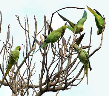 five, rose-ringed parakeets, tree trunks, parrots, circle, tree, tropical, nature, bird, animal, wildlife, parrot, branch, perching, animals In The Wild, vertebrate, animal wildlife, animal themes, plant, group of animals, green color, low angle view, no people, sky, day, beauty in nature, two animals, outdoors, 1080P, CC0, public domain, royalty free