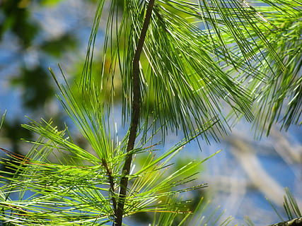 foglie di pino, Figura, le foglie, vicino, foto, verde, albero, pini, aghi, Palma, colore verde, natura, fronda, crescita, giorno, avvicinamento, all'aperto, foglia, pianta, bellezza nella natura, parte vegetale, concentrarsi sulle conoscenze acquisite, nessuno, foglia di palma, la tranquillità, Pino, luce del sole, clima tropicale, ramo, albero di conifere, ago - parte vegetale, 2K, CC0, dominio pubblico, privo di copyright