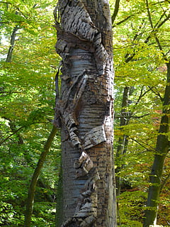 bark, kirsebær, kirsebær, kirsebær, kirsebærbark, flake, erstatte, falde af, skade, log, gammel, Morsch, træstamme, træ, natur, et dyr, dyreliv, ingen mennesker, plante, bagagerum, vækst, Skov, jord, dag, grøn farve, ro, skønhed i naturen, udendørs, afdeling, lav vinkel visning, fokus på forgrunden, tekstureret, grøn, 2K, CC0, offentligt domæne, royaltyfrie