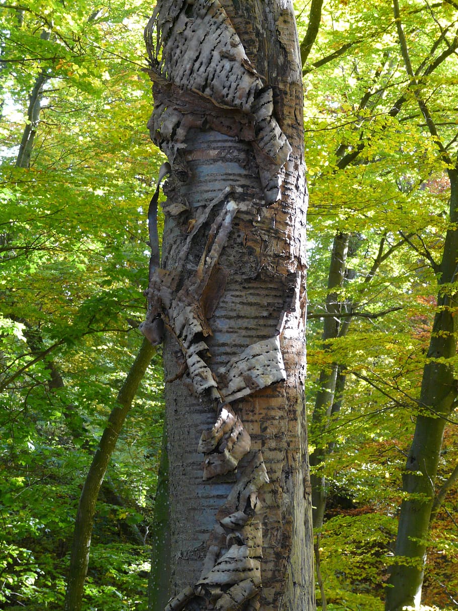 kůra stromu, třešeň, třešeň, kůra, třešeň, třešňové kůry, vločka, nahradit, spadnout z, zranění, log, starý, morsch, kmen stromu, strom, Příroda, jednoho zvířete, zvířat, nikdo, rostlina, kufr, růst, les, přistát, den, zelená barva, klid, krása v přírodě, venku, větev, nízký úhel pohledu, zaměřit se na popředí, texturou, zelená, 2K