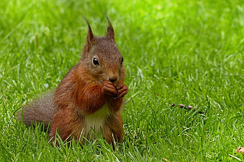 esquirol, mamífer, sciurus major, alimentació, jardí, rosegador, animal, naturalesa, vida salvatge, a l'aire lliure, marró, bonic, herba, menjar, esponjós, pell, animals a la natura, color verd, primer pla, animals i mascotes, un animal, fauna animal, temes d'animals, planta, cap gent, dia, terra, camp, petit, 1080P, CC0, domini públic, lliure de regalies