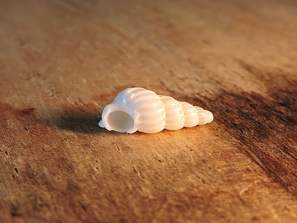 winzig, Meer, Schale, Makro, Spiral-, Weiß, Muschel, Tabelle, Stillleben, drinnen, Holz - Material, weiße Farbe, selektiver Fokus, High Angle View, Nahansicht, keine Leute, Lebensmittel, Essen und Trinken, Pille, Frische, Gesundheitswesen und Medizin, Fokus auf den Vordergrund, Dosis, einzelnes Objekt, Medizin, braun, 2K, CC0, gemeinfrei, lizenzfrei