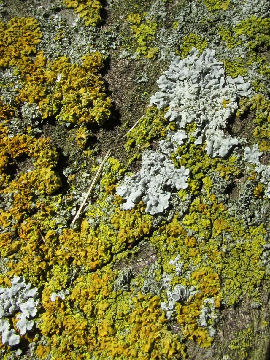 arbre, escorça, fusta, textura, patró, bosc, aspre, naturalesa, disseny, orgànic, resistent, tronc, gris, blanc, groc, verd, superfície, fons, liquen, molsa, cap gent, marc complet, creixement, planta, rock, dia, rock - object, primer pla, sòlid, color verd, bellesa a la natura, fong, a l'aire lliure, 1080P