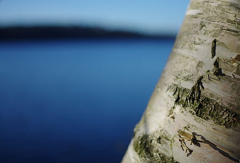 bokeh, bedoll, arbre, aigua, mar, naturalesa, dia, cap gent, blau, primer pla, enfocament selectiu, cel, centrar-se en primer pla, a l'aire lliure, material de fusta, textura, terra, bellesa a la natura, horitzó, metall, tranquil·litat, escenics - natura, 4K, CC0, domini públic, lliure de regalies