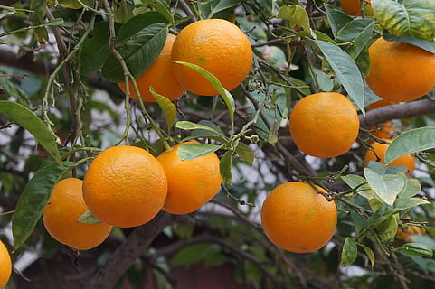 orange Früchte, mallorca, Obst, Orangen, sóller, Lebensmittel, gesundes Essen, Essen und Trinken, orange Farbe, Zitrusfrucht, Frische, Blatt, Pflanzenteil, Orange, Pflanze, Orangenfrucht, Orangenbaum, Baum, Obstbaum, Wachstum, Natur, Wohlbefinden, keine Leute, Landwirtschaft, reif, Plantage, 4K, CC0, gemeinfrei, lizenzfrei