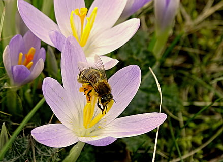 krokus, bi, vår, blomstre, blomst, Bie, vår, frühlingsanfang, pollinering, Lukk, insekt, stemple, fiolett, tidlig blomstrer, våroppvåkning, vårblomstrer, natur, hage, blomstret, harbinger av våren, rosa, flora, pollen, ett dyr, dyre temaer, dyr i naturen, blomstrende plante, virvelløse, dyr, petal, dyreliv, skjønnhet i naturen, anlegg, sårbarhet, skjørhet, blomsterhodet, friskhet, vekst, nærbilde, inflorescence, ingen folk, lilla, 2K, CC0, offentlig domene, opphavsrett gratis
