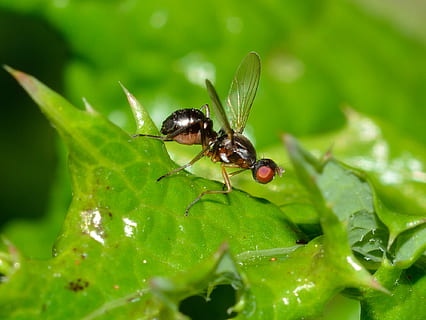 insetti, ditteri, sepsi, insetto, invertebrato, temi animali, animale, fauna selvatica, animali allo stato selvatico, parte vegetale, foglia, un animale, colore verde, pianta, natura, avvicinamento, crescita, nessuno, messa a fuoco selettiva, ala animale, bellezza nella natura, volare, giorno, all'aperto, 1080P, CC0, dominio pubblico, privo di copyright