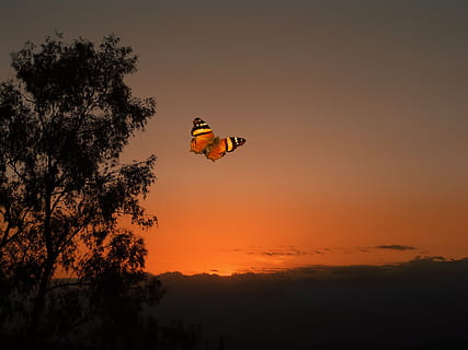 por do sol, laranja, borboleta, vôo, árvore, céu, ar, plantar, beleza na natureza, cor laranja, natureza, silhueta, transporte, tranquilidade, scenics - natureza, veículo aéreo, ninguém, ao ar livre, cena tranquila, balão de ar quente, balão, aventura, 4K, CC0, domínio público, royalty free