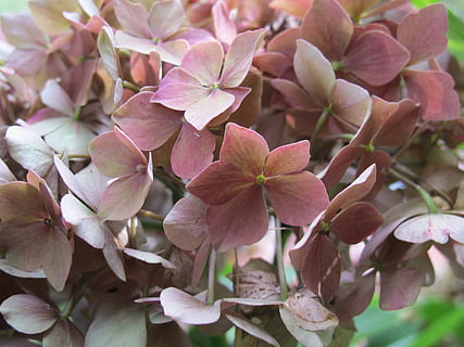 hydrangea, bunga, alam, flora, taman, flora, taman, musim panas, bunga merah muda, putih pink, warna merah jambu, tidak ada orang, menanam, daun bunga, bingkai penuh, kerapuhan, keindahan di alam, tanaman berbunga, kerentanan, pertumbuhan, merapatkan, kesegaran, kepala bunga, hal berkembang, mekar, hari, musim semi, fokus pada latar depan, botani, serbuk sari, di luar rumah, seikat bunga, bunga sakura, 2K, CC0, domain publik, bebas royalti