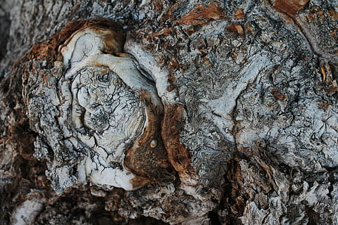 trestamme, tømmer, tre, treknute, avrundet utvekst, naturlig, burl, trekorn, trevekst, tømmerknute, tre hevelse, inngrodde bark, galls, marg, woody hevelse, trommesvulst, tremutasjon, hypertrofi, fugle øye korn, woodworker, vakker hvirvlende, overflate mønster, tre mønster, krone gall, New Mexico, treelement, rav avalona, dyr, eldgammel, ingen folk, historie, nærbilde, dag, natur, strukturert, rett over, stamme, plante del, ujevn, tørke, brun, blad, høy vinkel visning, anlegg, tre - materiale, utendørs, mønster, bark, blader, 4K, CC0, offentlig domene, opphavsrett gratis