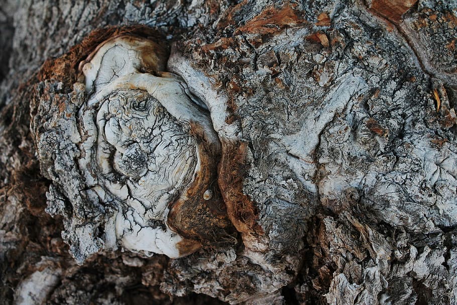 tronc de l'arbre, fusta, arbre, nus d'arbre, creixement arrodonit, natural, burl, gra de fusta, gra d’arbre, creixement d’arbres, nus de fusta, inflor de l'arbre, escorça encarnada, Galls, pith, inflor llenyosa, tumor de l'arbre, mutació de l'arbre, hipertròfia, gra d'ull d'ocell, treballador de la fusta, bonic remolí, patró de superfície, patró de fusta, gall de corona, Nou Mèxic, element de fusta, ambar avalona, animal, antic, cap gent, història, primer pla, dia, naturalesa, textura, directament a sobre, tronc, part de la planta, aspre, sec, marró, full, vista d’angle alt, planta, material de fusta, a l'aire lliure, patró, escorça, fulles, 4K