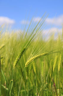 Gerste, Weizenfelder, epi, Weizen, Felder, Landwirtschaft, Getreidepflanze, Ernte, Wachstum, ländliche Szene, Feld, Pflanze, Natur, grüne Farbe, Land, Nahansicht, Landschaft, Bauernhof, keine Leute, Fokus auf den Vordergrund, Himmel, Schönheit in der Natur, Tag, Ruhe, draußen, Stiel, Frühling, Grashalm, Plantage, 5K, CC0, gemeinfrei, lizenzfrei