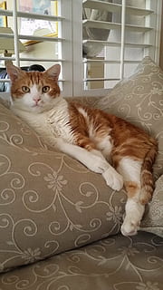 Katze, Ingwer, Meister, verantwortlich, Haustiere, inländisch, Wirbeltier, Säugetier, Tierthemen, Tier, Hauskatze, katzenartig, ein Tier, Entspannung, drinnen, Wohngebäude, keine Leute, Porträt, Kamera betrachten, Möbel, Whisker, ausruhen, 4K, CC0, gemeinfrei, lizenzfrei