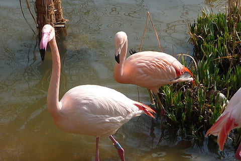 Flamingo, Stand, Wasser, Rosa, Rechnung, Wasservogel, rosa Flamingo, Vogel, Tier, Tierwelt, Natur, pinke Farbe, See, Feder, Tierthemen, Tiere in freier Wildbahn, Wirbeltier, Gruppe von Tieren, Tag, keine Leute, Schönheit in der Natur, Ufergegend, Reflexion, drei tiere, Zoologie, Schnabel, draußen, Tierhals, Süßwasservogel, 2K, CC0, gemeinfrei, lizenzfrei