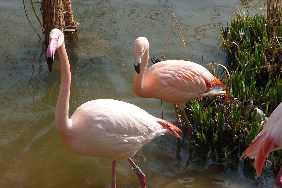 flamenc, stand, aigua, rosa, factura, ocell aquàtic, flamenc rosat, ocell, animal, vida salvatge, naturalesa, color rosa, llac, ploma, temes d'animals, animals a la natura, fauna animal, vertebrats, grup d’animals, dia, cap gent, bellesa a la natura, davant del mar, reflexió, tres animals, zoologia, bec, a l'aire lliure, coll d'animals, ocell d’aigua dolça, 2K