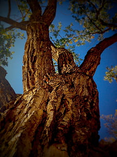 tronc de l'arbre, naturalesa, branques, primavera, arbre, tronc, a l'aire lliure, fullatge, inusual, angle, amunt, fulles, ecologia, caducifoli, màgia, orgànic, fusta, natural, escorça, bosc, branca, cap gent, dia, planta, vista d’angle baix, cel, textura, creixement, tranquil·litat, aspre, bellesa a la natura, enfocament selectiu, primer pla, material de fusta, directament a sota, 1080P, CC0, domini públic, lliure de regalies