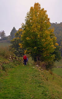 escursione, autunno, pista, camminare, il trekking, il percorso europeo, e5, Lessinia, Italia, pianta, persone reali, albero, stili di vita, terra, attività di svago, a piedi, natura, bellezza nella natura, erba, crescita, lunghezza intera, retrovisore, uomini, colore verde, la tranquillità, giorno, persone, cielo, all'aperto, modificare, 5K, CC0, dominio pubblico, privo di copyright