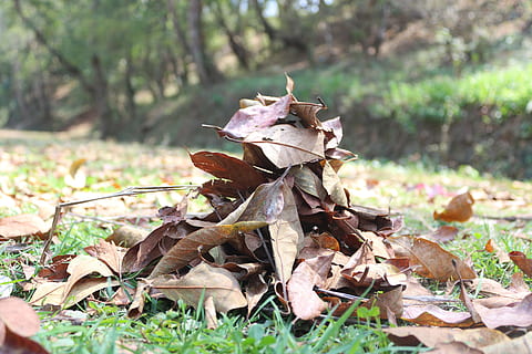 blade, tør, tørret, kuld, indsamlede, bunke, efterår, Brun, løv, jord, plante, blad, plante del, natur, dag, Mark, Skov, ingen mennesker, træ, græs, udendørs, fokus på forgrunden, selektiv fokusering, tæt på, champignon, vækst, naturlig tilstand, 5K, CC0, offentligt domæne, royaltyfrie