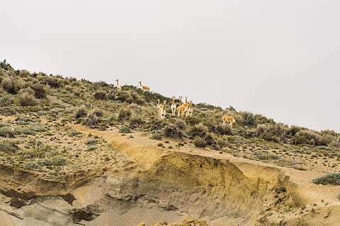 lama kumu, lama, kum, hayvanlar, doğa, peyzaj, Tepe, açık havada, scenics, insansız, gün, gökyüzü, hayvan, çevre, hayvan temaları, arazi, hayvan yaban hayatı, vahşi hayvanlar, manzaralar - doğa, bitki, ağaç, seyahat yerleri, kentsel olmayan sahne, kopya alanı, memeli, doğada güzellik, iklim, kurak iklim, 2K, CC0, kamu malı, telif ücretsiz