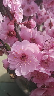 Flower, Spring, Pink, blossom, pink color, fragility, growth, springtime, flowering plant, plant, freshness, beauty in nature, vulnerability, petal, close-up, flower head, inflorescence, pollen, no people, nature, day, tree, cherry blossom, outdoors, cherry tree, bunch of flowers, flower arrangement, bouquet, 4K, CC0, public domain, royalty free