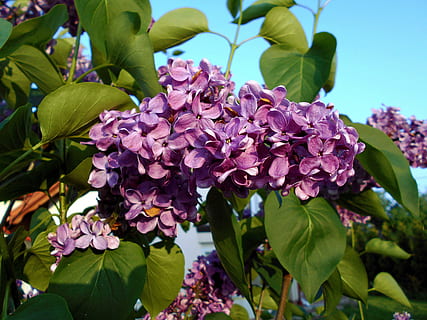 uten, busk, vår, natur, grønn, løvverk, hage, blomstringen, nærbilde, blomstrende plante, blomst, anlegg, sårbarhet, skjønnhet i naturen, skjørhet, friskhet, blad, plante del, petal, vekst, blomsterhodet, inflorescence, dag, ingen folk, fokusere på forgrunnen, rosa farge, syrin, utendørs, lilla, en haug med blomster, 5K, CC0, offentlig domene, opphavsrett gratis