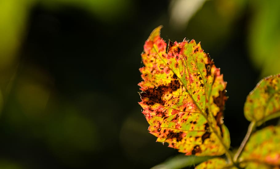 tancar, vista, fulla ovada, selectiu, focalitzar la fotografia, groc, full, llum solar, macro, brillant, fullatge, fulla groga, moteado, caure, tardor, naturalesa, colorit, amfitrió, herbst, temporada, planta, bellesa a la natura, part de la planta, primer pla, creixement, cap gent, a l'aire lliure, medi ambient, arbre, flor, dia, color verd, enfocament selectiu, centrar-se en primer pla, terra, canvi, fons negre, condició natural, lluminositat, 4K