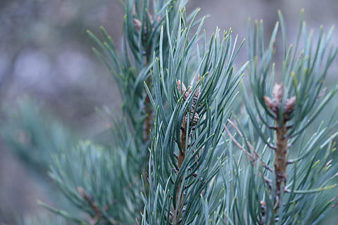 barr, Kiefer, Kegel, Grün, Schüsse, Nadelbäume, Ast, Wachstum, Pflanze, grüne Farbe, Schönheit in der Natur, Nahansicht, Natur, keine Leute, Tag, Fokus auf den Vordergrund, Ruhe, selektiver Fokus, Blatt, draußen, Nadel - Pflanzenteil, Land, Pflanzenteil, Feld, Frische, Baum, Nadelbaum, 2K, CC0, gemeinfrei, lizenzfrei