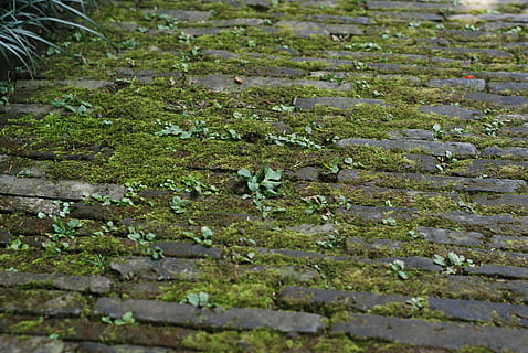 ground, moss, brick, nature, outdoors, backgrounds, leaf, plant, growth, green color, no people, day, selective focus, full frame, high angle view, beauty in nature, land, field, close-up, water, tranquility, wet, surface level, small, lichen, 4K, CC0, public domain, royalty free