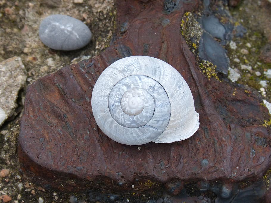 snegleskall, spiral, teksturer, snegl, shell, rock-objekt, utendørs, ingen folk, dag, småstein, natur, dyreskall, mollusk, dyreliv, nærbilde, dyre temaer, fast, dyr, virvelløse, stein, gastropod, dyr i naturen, høy vinkel visning, skjell, 2K