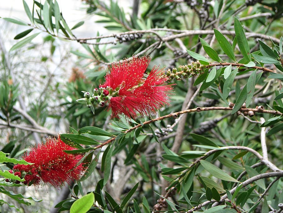 vermell, flor difusa, primavera, planta, creixement, part de la planta, fruites de baies, full, primer pla, naturalesa, dia, bellesa a la natura, fruita, cap gent, frescor, centrar-se en primer pla, color verd, arbre, maduixa, alimentació saludable, menjar i beguda, menjar, a l'aire lliure, rowanberry, 2K