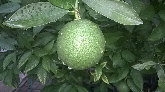 orange, green, fruit, leaf, plant part, healthy eating, food, food and drink, freshness, green color, citrus fruit, close-up, plant, growth, nature, wellbeing, no people, lemon, fruit tree, drop, outdoors, day, ripe, dew, 2K, CC0, public domain, royalty free
