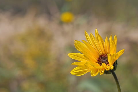 avvicinamento, foto, Comune, girasole, fiore, macro, natura, pianta fiorita, giallo, fragilità, vulnerabilità, freschezza, pianta, petalo, bellezza nella natura, crescita, testa di fiore, infiorescenza, concentrarsi sulle conoscenze acquisite, invertebrato, polline, nessuno, insetto, all'aperto, primavera, impollinazione, sepalo, 4K, CC0, dominio pubblico, privo di copyright