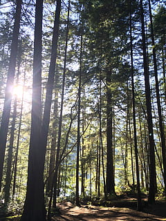Licht, Wald, duftend, Baum, Natur, Sonnenstrahl, Sonnenlicht, Pflanze, Land, Schönheit in der Natur, Kofferraum, Baumstamm, Ruhe, Tag, ruhige Szene, Wachstum, Nicht-städtische Szene, keine Leute, Szenen - Natur, Flachwinkelansicht, draußen, große Höhe, Streaming, hell, Nadelbaum, Baumkrone, 2K, CC0, gemeinfrei, lizenzfrei