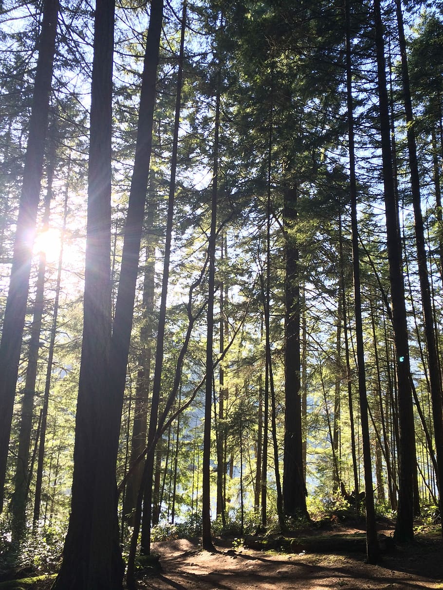 Licht, Wald, duftend, Baum, Natur, Sonnenstrahl, Sonnenlicht, Pflanze, Land, Schönheit in der Natur, Kofferraum, Baumstamm, Ruhe, Tag, ruhige Szene, Wachstum, Nicht-städtische Szene, keine Leute, Szenen - Natur, Flachwinkelansicht, draußen, große Höhe, Streaming, hell, Nadelbaum, Baumkrone, 2K