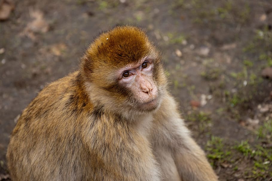 scimmia, zoo, Parco a tema, animali, Äffchen, natura, animale selvaggio, mondo animale, ritratto, Africa, tiergarten, osservando, viso, occhi, Attenzione, selvaggio, vicino, giovane tigre, tigre, curiosità, sedersi, curioso, tiergarten nürnberg, Norimberga, cucciolo di tigre, vista, giovane animale, fauna selvatica, mammifero, un animale, animali allo stato selvatico, primate, vertebrato, nessuno, concentrarsi sulle conoscenze acquisite, guardando la fotocamera, all'aperto, giorno, analizzare, cercare, guardare, babbuino, grugno, 5K