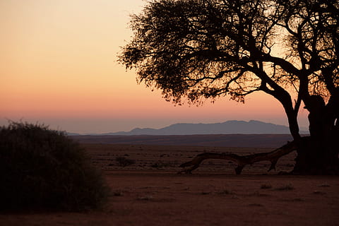 Namibia, zachód słońca, pustynia, drzewo, niebo, roślina, piękno natury, scenics - natura, sylwetka, spokój, spokojna scena, Natura, środowisko, kolor pomarańczowy, krajobraz, wylądować, scena pozamiejska, Góra, idylliczny, pole, na dworze, Oddział, 4K, CC0, domena publiczna, darmowe zdjęcia