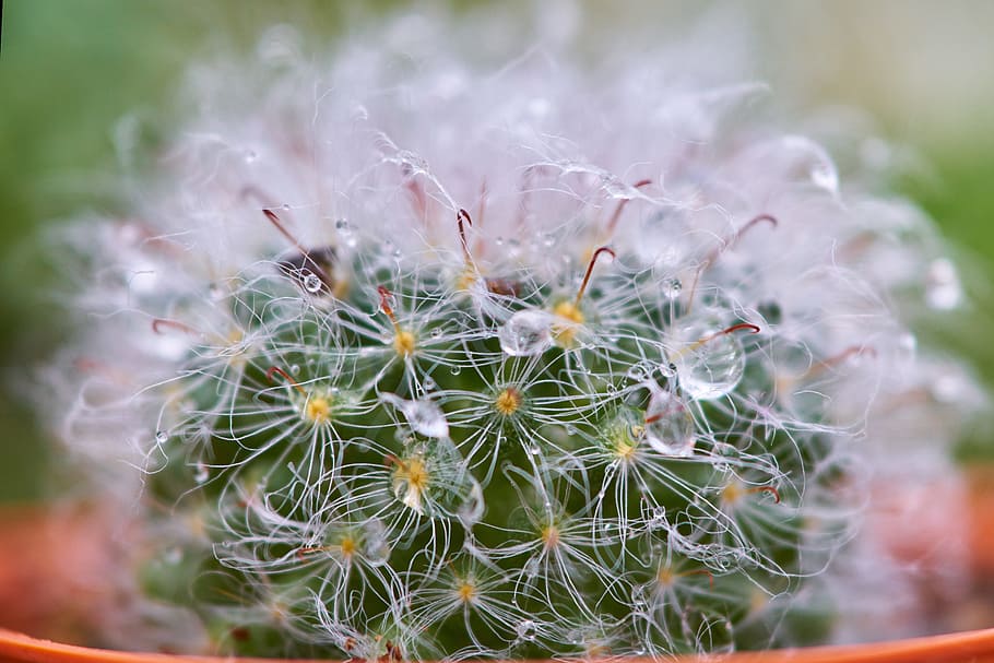 cactus, dea, macro, dettaglio, bellissimo, foto di fiori, fiore, natura, giardino, ago, fiori, pianta del fogliame, colpi di dettaglio, vicino, sfondo, verde, solido, pianta, nessuno, avvicinamento, struttura, primavera, immagine a colori, sfondi, modello, prospettiva, bel fiore, colore vivido, fiore di cactus, messa a fuoco selettiva, colore, bellezza nella natura, pianta fiorita, fragilità, crescita, freschezza, vulnerabilità, pianta succulenta, dente di leone, concentrarsi sulle conoscenze acquisite, giorno, incolto, all'aperto, infiorescenza, testa di fiore, morbidezza, semi di dente di leone, rugiada, focalizzazione morbida, 5K
