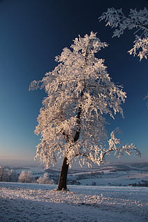 tree, covered, snow, sunset, winter, white, zing, cold temperature, nature, frozen, ice, landscape, outdoors, beauty in nature, plant, tranquility, scenics - nature, sky, day, water, tranquil scene, land, no people, branch, clear sky, non-urban scene, snowcapped mountain, 4K, CC0, public domain, royalty free