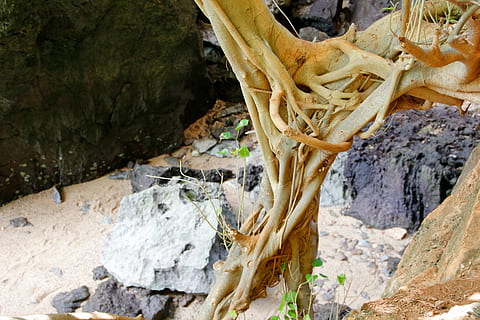 arrel, arbre, vell, naturalesa, registre, fusta, arrel de l’arbre, planta, manglars, escorça, rock - object, rock, sòlid, formació de roca, cap gent, bellesa a la natura, tranquil·litat, escena no urbana, dia, geologia, escenics - natura, medi ambient, geografia física, a l'aire lliure, aigua, terra, destinacions de viatge, escena tranquil·la, erosionat, 5K, CC0, domini públic, lliure de regalies
