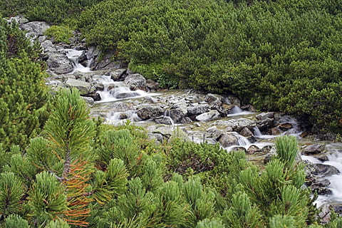 Strom, kalt, frisch, Berge, hoch, Slowakei, Felsen, Rock, sauber, Natur, Kiefer, Baum, Bäume, grüne Farbe, keine Leute, üppiges Laub, draußen, Pflanze, Schönheit in der Natur, Wachstum, solide, Wasser, Rock - Objekt, Szenen - Natur, Land, fließendes Wasser, Tag, Ruhe, Wald, Nicht-städtische Szene, Umgebung, fließend, 2K, CC0, gemeinfrei, lizenzfrei