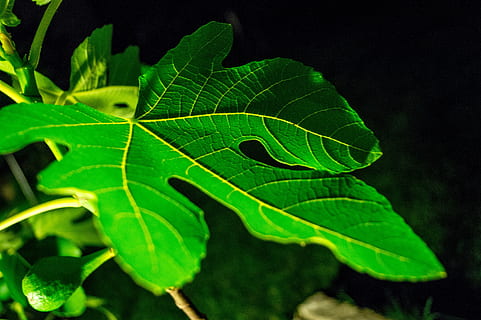 leaf, fig, green, background, nature, tree, frisch, plant part, plant, green color, close-up, growth, black background, no people, outdoors, leaf vein, beauty in nature, freshness, food and drink, food, day, selective focus, vulnerability, fragility, focus on foreground, leaves, 5K, CC0, public domain, royalty free