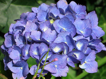 ortensia macrophylla, ortensia, blau, floració, flors morades, flors blaves, violeta, jardí, bretaña, planta, botànica, porpra, flor, bellesa a la natura, pètal, naturalesa, frescor, vulnerabilitat, planta amb flors, fragilitat, creixement, primer pla, inflorescència, cap de flor, dia, centrar-se en primer pla, cap gent, a l'aire lliure, primavera, lila, Ram de flors, 4K, CC0, domini públic, lliure de regalies