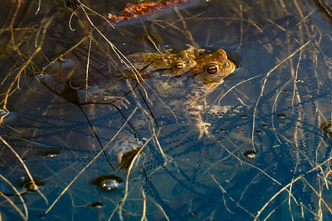 frø, spawn, parring, parringssæson, gydningsledning, vand, frogspawn, æg, dråbe, padder, tudse, gybeballer, vand skabning, reproduktion, frøæg, et dyr, dyre temaer, dyr, dyreliv, dyr i naturen, hvirveldyr, ingen mennesker, krybdyr, padde, natur, dag, tæt på, plante, udendørs, dyr hoved, høj vinkel visning, blå, dyr øje, sump, 2K, CC0, offentligt domæne, royaltyfrie