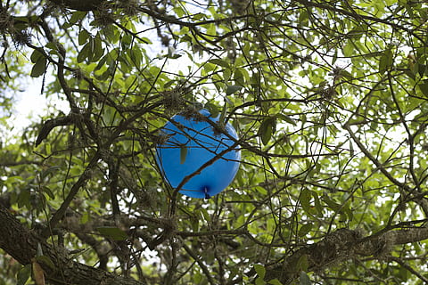 ballons, tree, leaves, decoration, plant, branch, blue, low angle view, nature, day, no people, outdoors, green color, growth, sky, plant part, leaf, hanging, sunlight, green, forest, focus on foreground, tranquility, 5K, CC0, public domain, royalty free