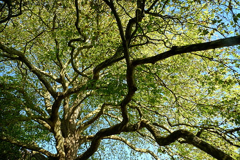 tree, foliage, branches, dappled, summer, leaf, forest, natural, fresh, gnarled, sunny, plant, low angle view, branch, day, beauty in nature, nature, tree trunk, trunk, growth, tranquility, sky, no people, outdoors, tree canopy, full frame, backgrounds, plant part, green color, leaves, 2K, CC0, public domain, royalty free