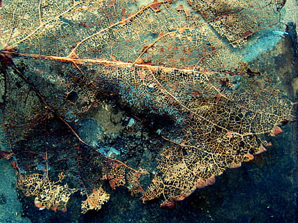 frunze, natură, vechi, fundaluri, abstract, macro, a închide, texturată, model, deteriorat, nici o persoana, animale sălbatice, industrie, parte a plantelor, zi, plantă, în aer liber, frumusețe în natură, stâncă, obiect de rocă, vedere în unghi mare, solid, uscat, cadru complet, vena frunzelor, modelul natural, lichen, 2K, CC0, domeniu public, fără drepturi de autor