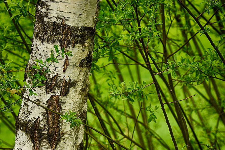 arbre, fusta, bedoll, primavera, verd, naturalesa, planta, tronc, tronc de l'arbre, creixement, bosc, color verd, terra, centrar-se en primer pla, bellesa a la natura, cap gent, dia, primer pla, tranquil·litat, a l'aire lliure, escorça, textura, material de fusta, 5K